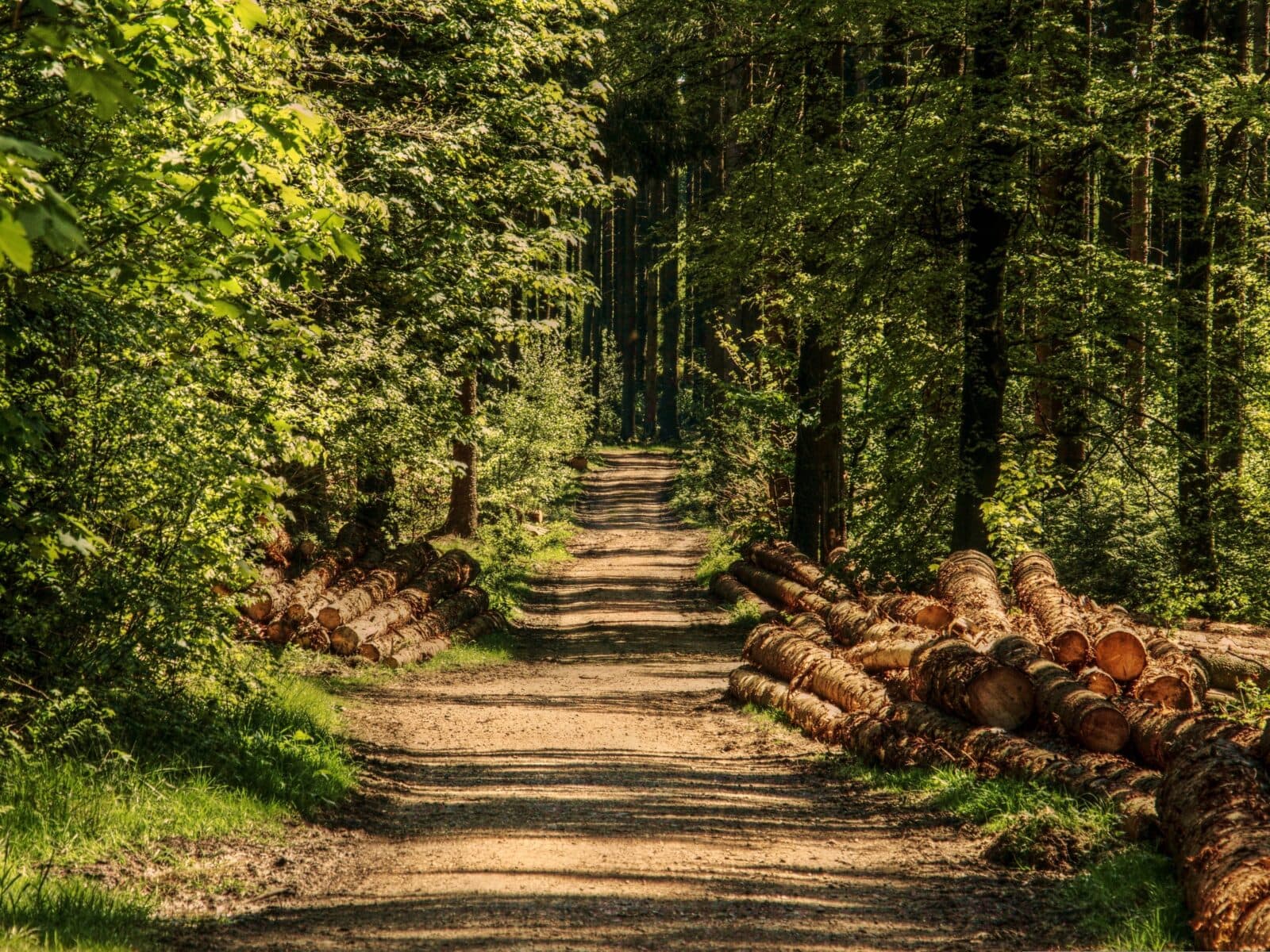 Väg i skog